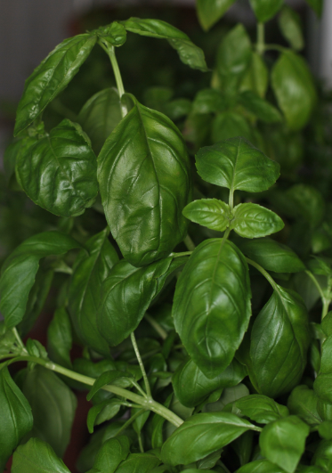 bazylia w domowym ogródku